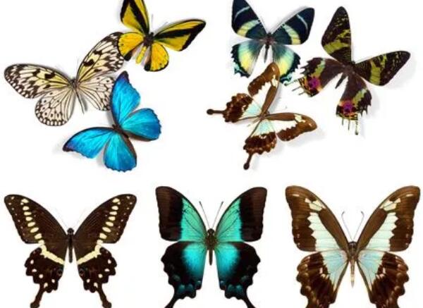 上海机场动物标本进口报关代理服务【清关案例】