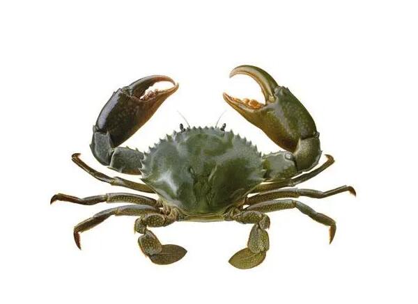 广州机场坦桑尼亚活青蟹进口报关代理服务【清关案例】