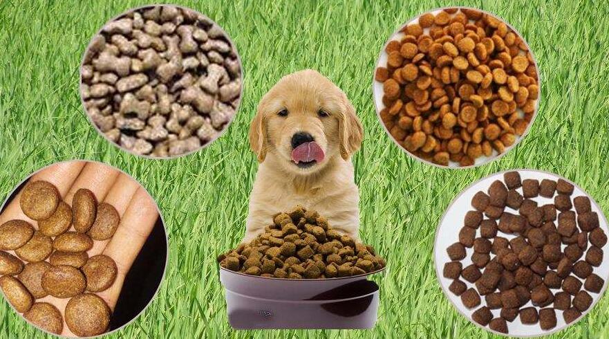 宠物食品进口报关注意事项(宠物食品进口分类)